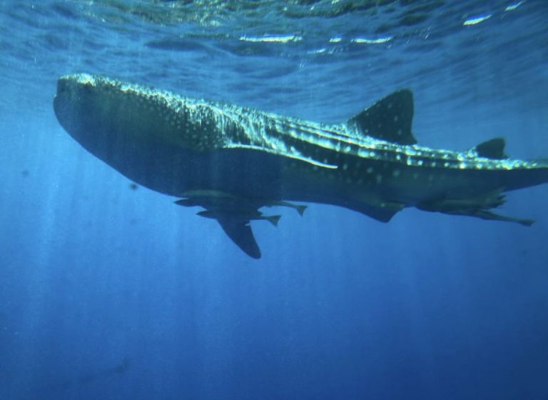 Royal seascope submarine cruise